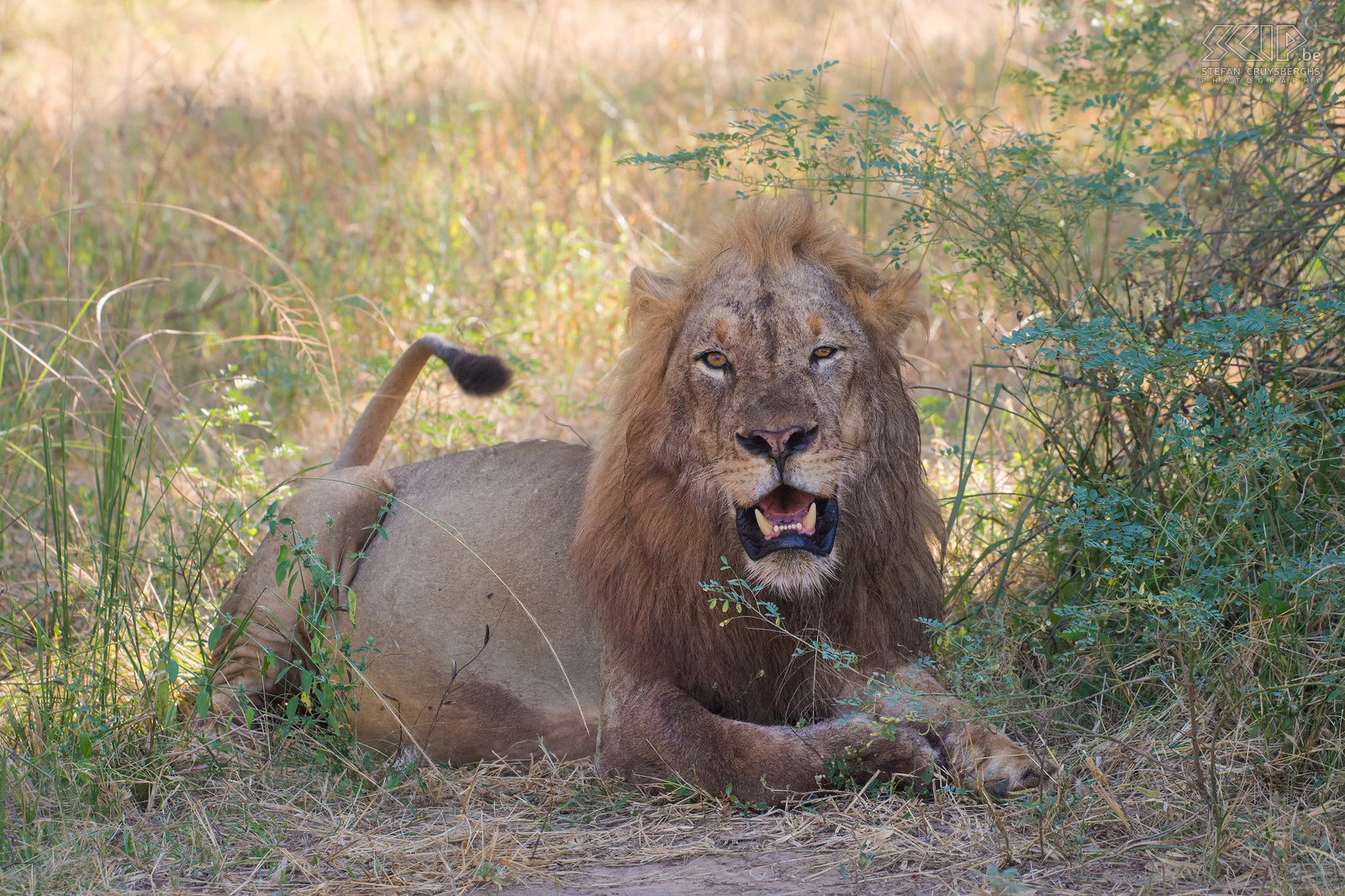 South Luangwa - Lion  Stefan Cruysberghs